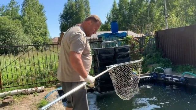 Осетры и карпы в нашем пруду смотреть онлайн