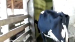 Корова напала на мужчину, который мучил собаку