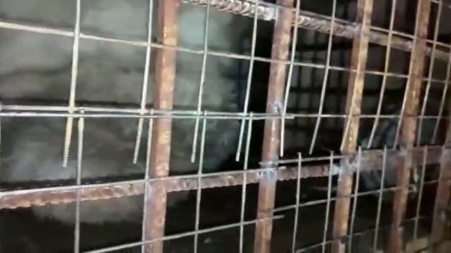 Белый Медведь. Мишку перевезли в зоопарк Орто Дойду. смотреть онлайн