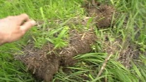 Загадка Аськи 150