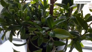 СОВМЕСТНОЕ  СОСУЩЕСТВОВАНИЕ комнатных РАСТЕНИЙ в одном горшке.