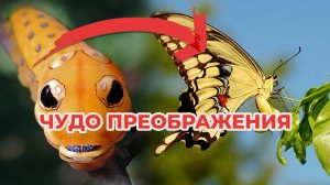 Преображение в бабочку || Чудеса творения