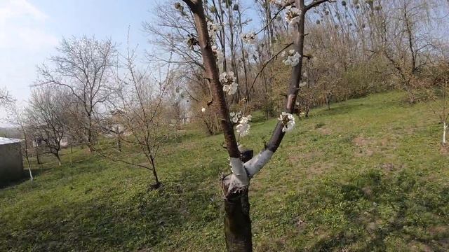 Черешня щеплена на вишні. 4 рік смотреть онлайн
