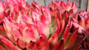 多肉植物资料25-红东云 Echeveria agavoides