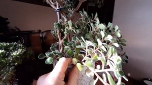 Аихризон.Что за растение.Дерево счастья и любви.