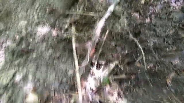 ПОИСК МОНЕТ И МЕТАЛЛА НАХОДКИ С МЕТАЛЛОИСКАТЕЛЕМ ГДЕ ИСКАТЬ МОНЕТЫ И МЕТАЛЛОЛОМ В ЛЕСУ КОП 2020 смотреть онлайн