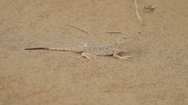 Ушастая круглоголовка Phrynocephalus Mystaceus