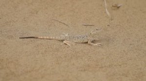 Ушастая круглоголовка Phrynocephalus mystaceus