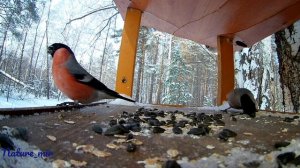 Красивые птички в лесу. Снегири, синички и даже дятел решил показать себя во всей красе.