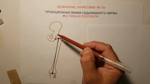 ПРОЕКЦИЯ СЕДАЛИЩНОГО НЕРВА