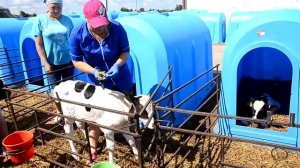 Откуда берётся молоко