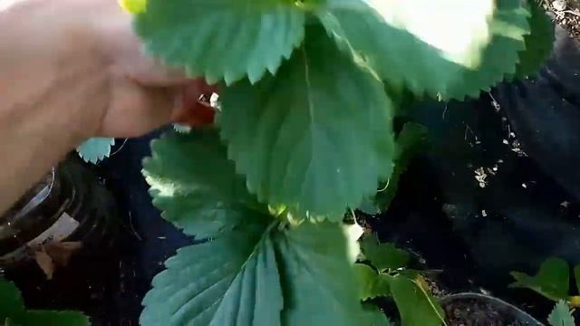 земляника Руби де Жардин смотреть онлайн