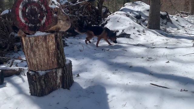 Nature Walk  with Sam the German Shepherd Dog, on a Snowy Spring-ish  Day,  and Snowy Garden Beds.