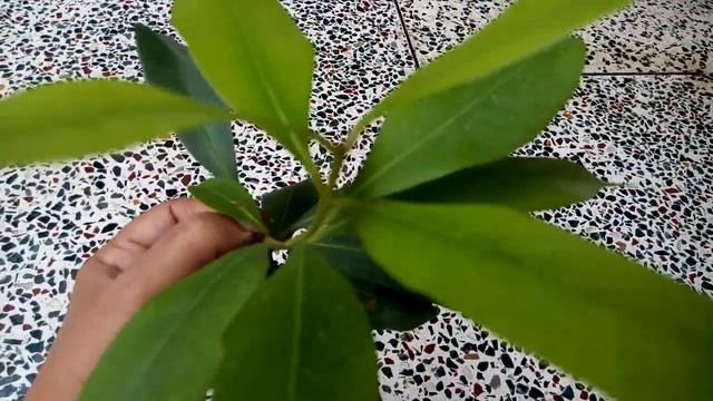 99 - How to grow mini bonsai tree (Java plum/Jamun) Hindi/Urdu - 30/7/16 смотреть онлайн