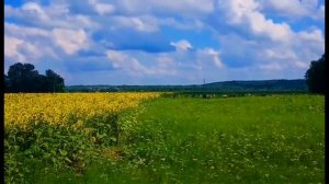 ФУТАЖИ ДЛЯ МОНТАЖА. Красивый сельский пейзаж. Поле подсолнухов до горизонта и большое синее небо.