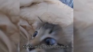 реакция клонов на Зонтика (гарем зонтика) 2/? часть. ??