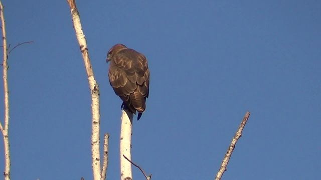 Птица счастья! смотреть онлайн