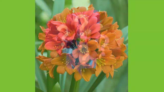 DISEÑO DE JARDINES, TOP 10 plantas Bulbosas, mi diario de jardin смотреть онлайн