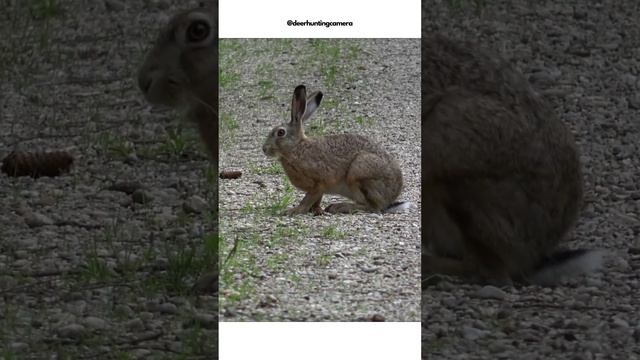 deer and animal "hunting" with my #Sony-FDR-AX53 #nature #asmr  #camera #sony #animals #deer