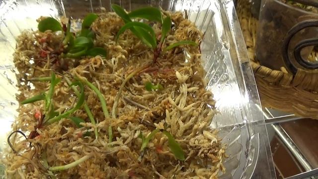 Детский сад, Сat harrisoniana, angraecum sesquipedale, leonis, phalaenopsis sanderiana смотреть онлайн