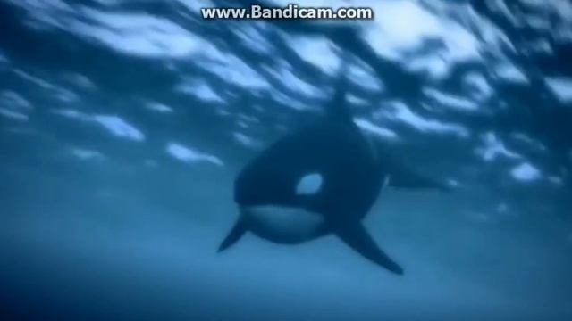 Косатка - кит - убийца! Описание, образ жизни, интересные факты! смотреть онлайн