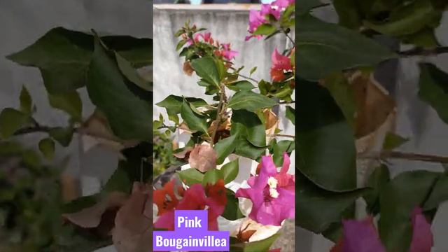 pink bougainvillea#from cutting#short