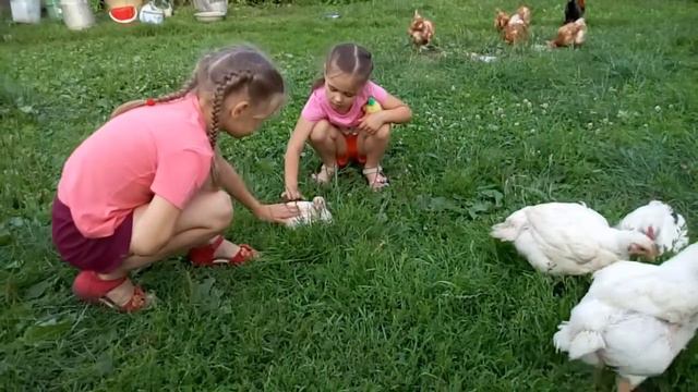 Девочки гладят циплят (16.07.16) смотреть онлайн
