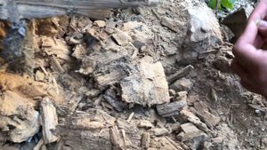 Закладные монеты заброшенная деревня