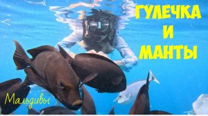 ГУЛЕЧКА И МАНТЫ