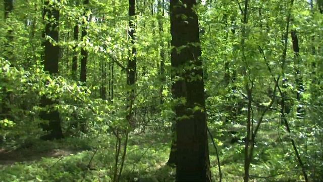 Два вальса в июне смотреть онлайн