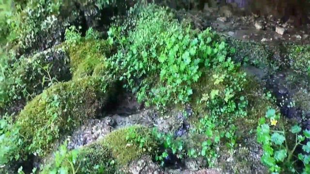 Релакс-видео: прогулка по тисо-самшитовой роще под музыку
