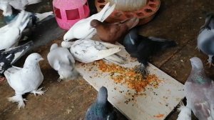 Кормлю голубей салатом, говорю о ленинаканских голубях! Какие они, армянские голуби ?#pigeons#