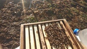 Как не надо обрабатывать щавелевой кислотой пчёл или как я по травил пчёл щавелевой кислотой.