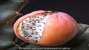 Кактус цереус: популярные виды растения и уход за ними дома