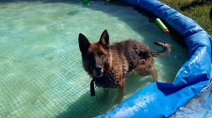 Купание собаки в бассейне
