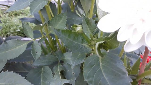 Георгина Эвелин. Монтбреция и гладиолусы. смотреть онлайн