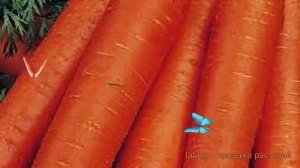 Морковь обыкновенный Ройал Форто (royal forto) ? обзор: как сажать, семена моркови Ройал Форто