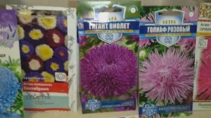 Как правильно посеять астры Всходит на 3 день!???