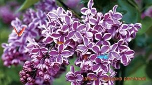 Сирень обыкновенная Сенсейшн (sensation) ? обзор: как сажать, саженцы сирени Сенсейшн