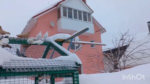 голуби Самары. видео для южных жителей нашей необъятной родины.