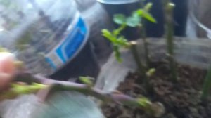 Черенки Роз. Будут ли корни,если растут почки?