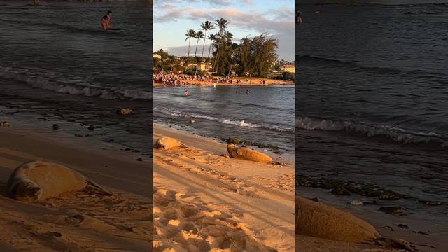 It's my bedtime!!! #beach #hawaii #island #islandlife