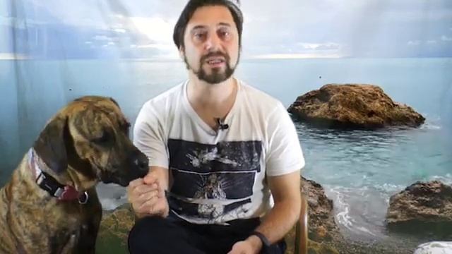 PRESA CANARİO Tanıtım Türkçe смотреть онлайн