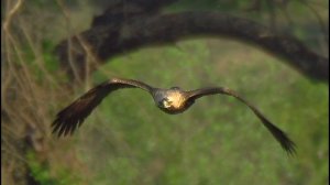 Могильник (Aquila heliaca) - Eastern imperial eagle