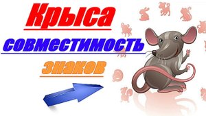 Крыса совместимость знаков