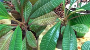 Комнатный молочай беложилковый.