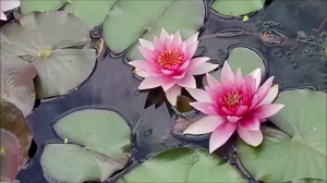 водяные лилии и лотосы в саду
