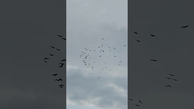 белые Аисты смотреть онлайн