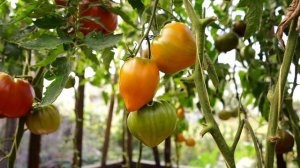 САМЫЕ ВКУСНЫЕ СЕРДЦЕВИДНЫЕ ТОМАТЫ!