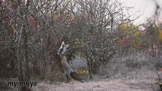 И. А. Крылов Басня "Лиса и виноград (сало)" на новый лад смотреть онлайн